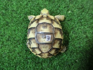 イベラギリシャリクガメベビー国内CB個体03番 の画像