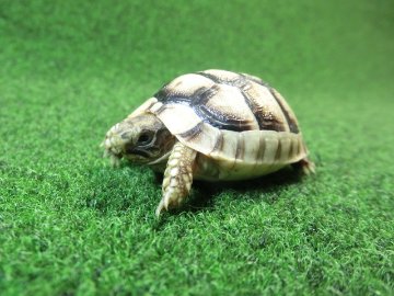 マルギナータリクガメベビー(フチゾリリクガメ)国内CB個体 58番の画像