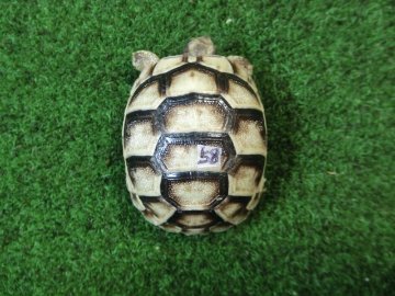 マルギナータリクガメベビー(フチゾリリクガメ)国内CB個体 58番の画像
