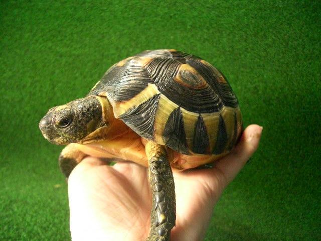 ソリガメ（アンギュラータリクガメ）雄 5番の画像