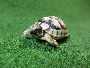 マルギナータリクガメベビー(フチゾリリクガメ)国内CB個体 60番の画像
