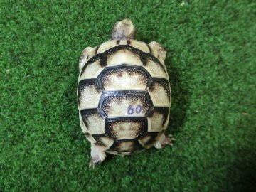 マルギナータリクガメベビー(フチゾリリクガメ)国内CB個体 60番の画像