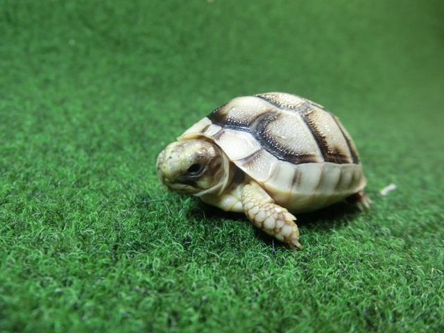 マルギナータリクガメベビー(フチゾリリクガメ)色薄め国内CB個体 61番の画像