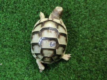 マルギナータリクガメベビー(フチゾリリクガメ)色薄め国内CB個体 61番の画像