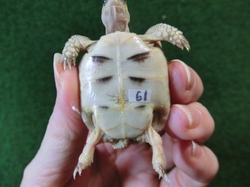 マルギナータリクガメベビー(フチゾリリクガメ)色薄め国内CB個体 61番の画像