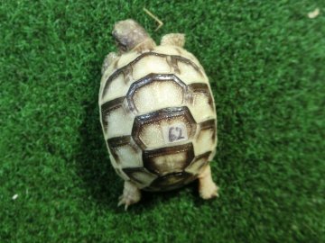 マルギナータリクガメベビー(フチゾリリクガメ)色薄め国内CB個体 62番の画像