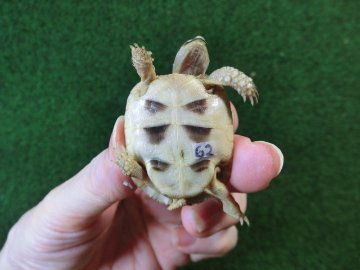 マルギナータリクガメベビー(フチゾリリクガメ)色薄め国内CB個体 62番の画像