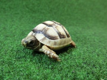 マルギナータリクガメベビー(フチゾリリクガメ)色薄め国内CB個体 62番の画像
