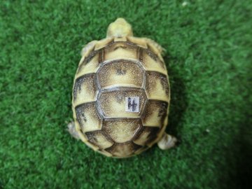イベラギリシャリクガメベビー国内CB個体04番 の画像