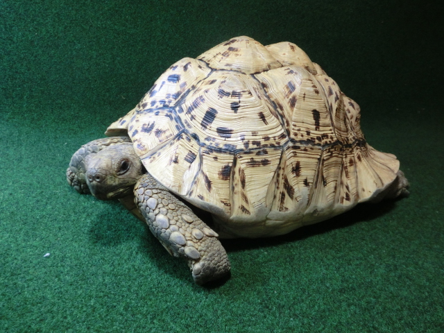 バブコックヒョウモンガメ アダルトメス ホワイトタイプの画像