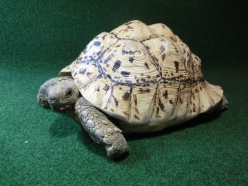 バブコックヒョウモンガメ アダルトメス ホワイトタイプの画像