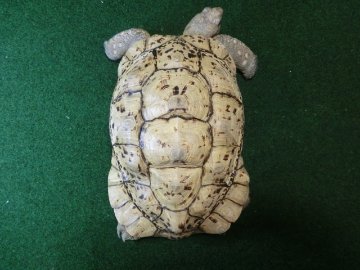 バブコックヒョウモンガメ アダルトメス ホワイトタイプの画像