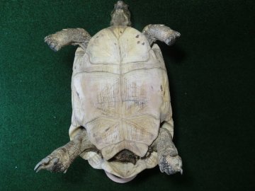 バブコックヒョウモンガメ アダルトメス ホワイトタイプの画像