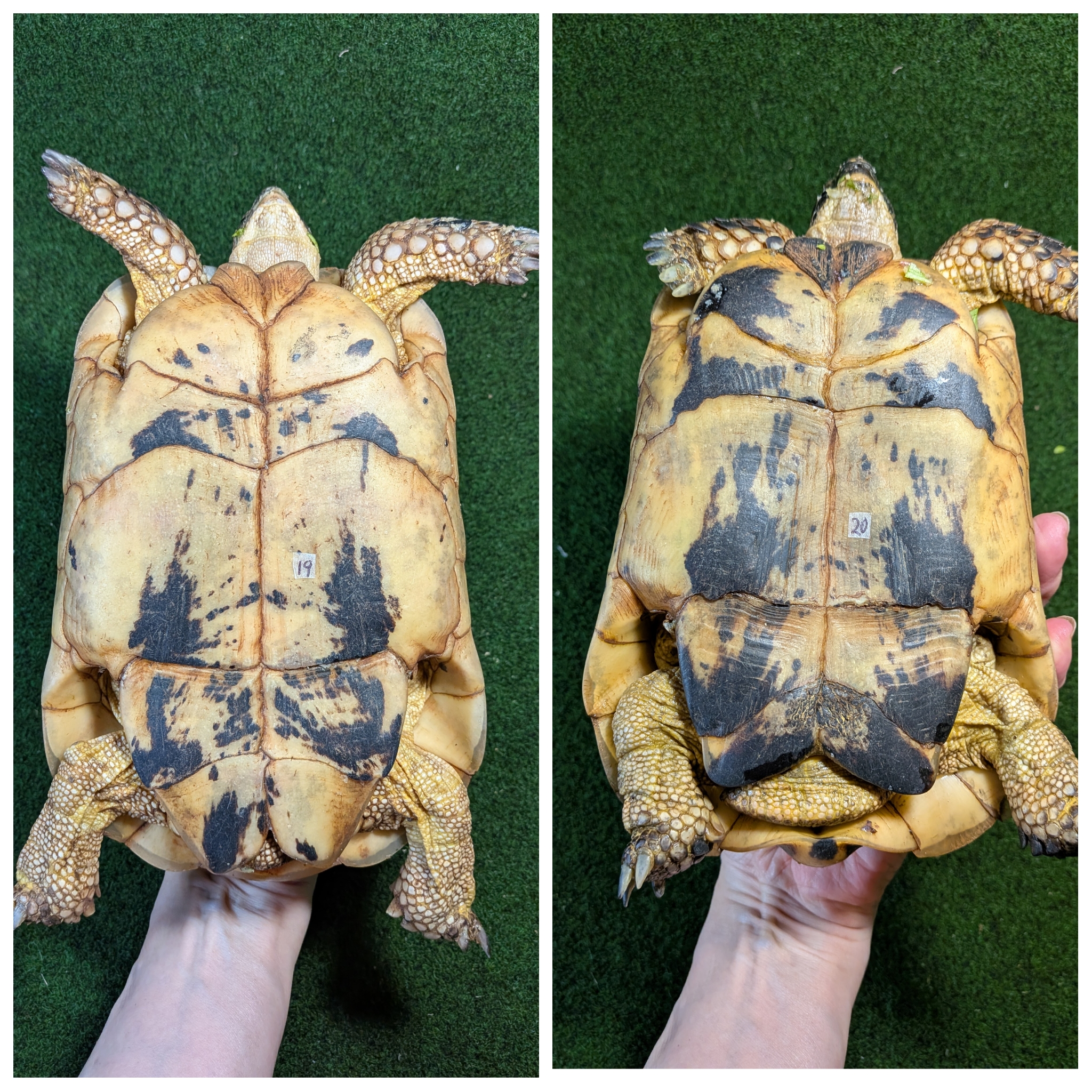 キレナイカギリシャリクガメ (リビア地中海リクガメ）EGCB個体 19♥・20番 の画像