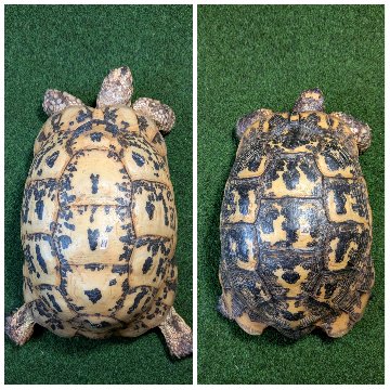 キレナイカギリシャリクガメ (リビア地中海リクガメ）EGCB個体 19♥・20番 の画像