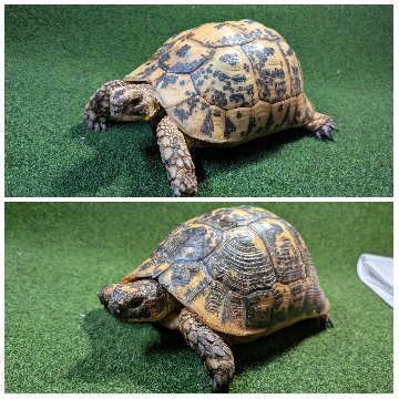 キレナイカギリシャリクガメ (リビア地中海リクガメ）EGCB個体 19♥・20番 の画像