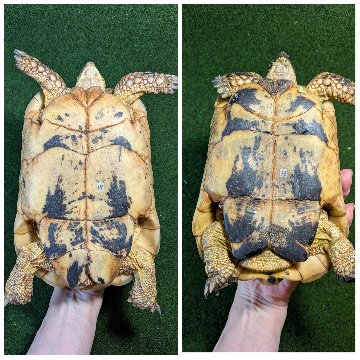 キレナイカギリシャリクガメ (リビア地中海リクガメ）EGCB個体 19♥・20番 の画像