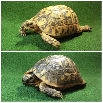 キレナイカギリシャリクガメ (リビア地中海リクガメ）EGCB個体 19♥・20番 の画像