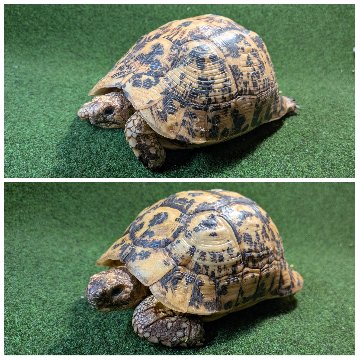 キレナイカギリシャリクガメ (リビア地中海リクガメ）EGCB個体 21♥・22番 の画像