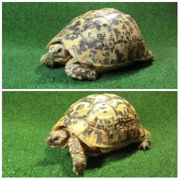 キレナイカギリシャリクガメ (リビア地中海リクガメ）EGCB個体 21♥・22番 の画像