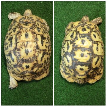 キレナイカギリシャリクガメ (リビア地中海リクガメ）EGCB個体 21♥・22番 の画像