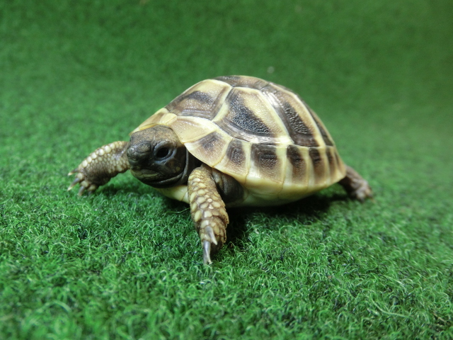 ヘルマンリクガメベビーEUCB個体 61番の画像