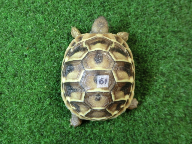 ヘルマンリクガメベビーEUCB個体 61番の画像