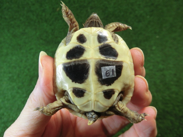 ヘルマンリクガメベビーEUCB個体 61番の画像