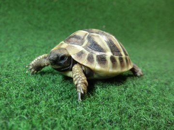 ヘルマンリクガメベビーEUCB個体 61番の画像
