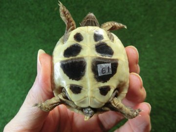 ヘルマンリクガメベビーEUCB個体 61番の画像