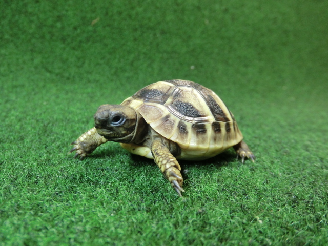 ヘルマンリクガメベビーEUCB個体 62番の画像