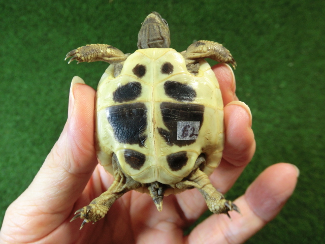 ヘルマンリクガメベビーEUCB個体 62番の画像