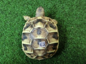 ヘルマンリクガメベビーEUCB個体 62番の画像