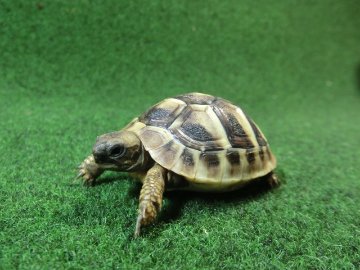 ヘルマンリクガメベビーEUCB個体 62番の画像