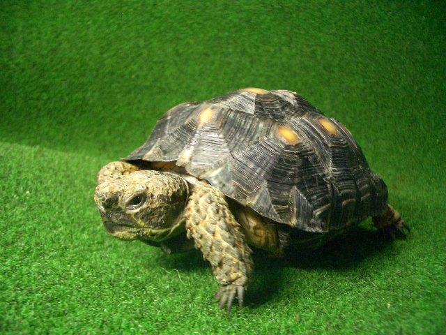 テキサスゴファーガメ01番の画像