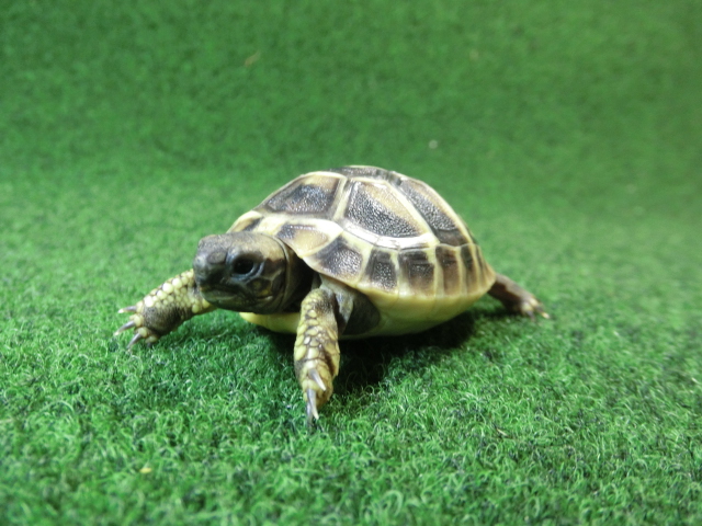 ヘルマンリクガメベビーEUCB個体 63番の画像