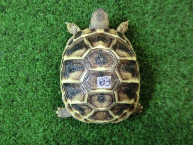 ヘルマンリクガメベビーEUCB個体 63番の画像