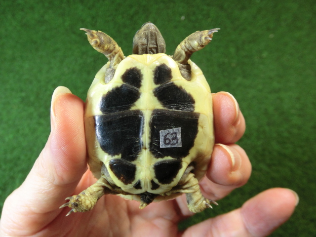 ヘルマンリクガメベビーEUCB個体 63番の画像