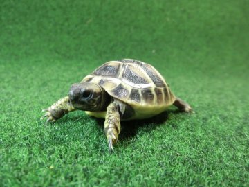 ヘルマンリクガメベビーEUCB個体 63番の画像