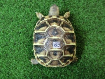 ヘルマンリクガメベビーEUCB個体 63番の画像