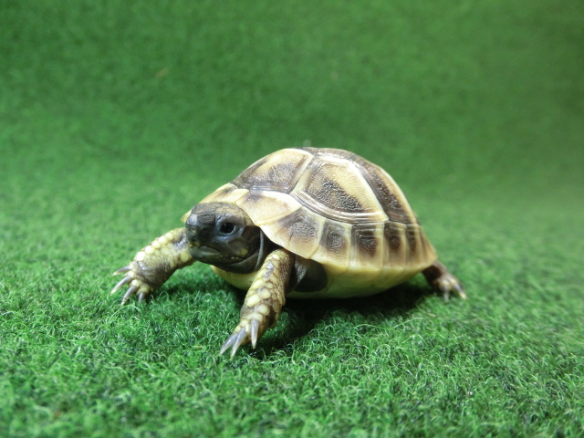 ヘルマンリクガメベビーEUCB個体 64番の画像