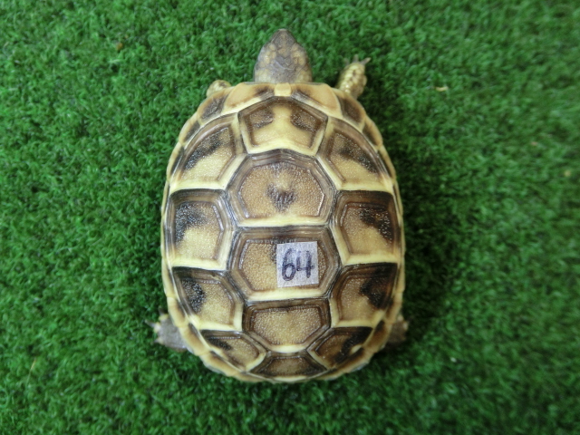 ヘルマンリクガメベビーEUCB個体 64番の画像