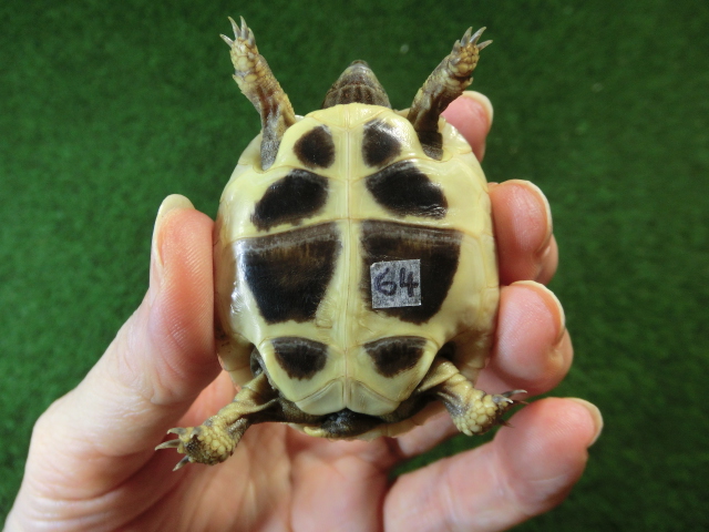 ヘルマンリクガメベビーEUCB個体 64番の画像