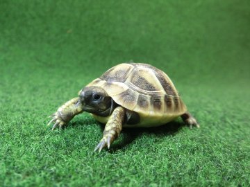 ヘルマンリクガメベビーEUCB個体 64番の画像