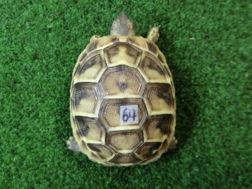 ヘルマンリクガメベビーEUCB個体 64番の画像