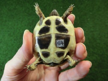ヘルマンリクガメベビーEUCB個体 64番の画像