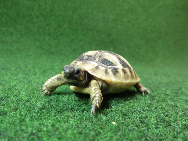 ヘルマンリクガメベビーEUCB個体 65番の画像