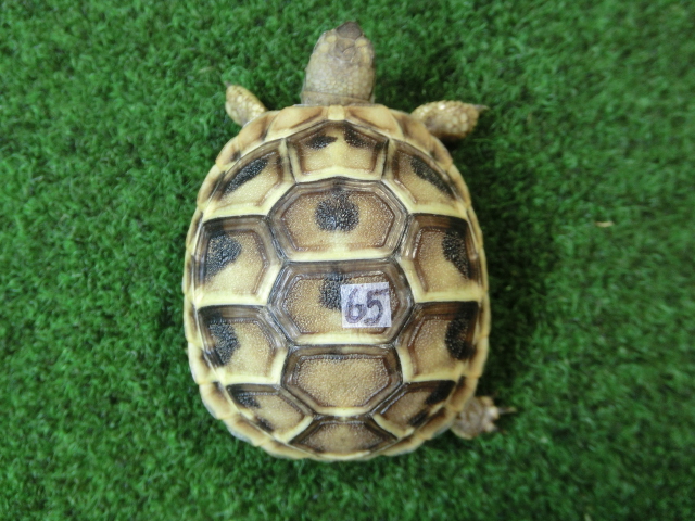 ヘルマンリクガメベビーEUCB個体 65番の画像