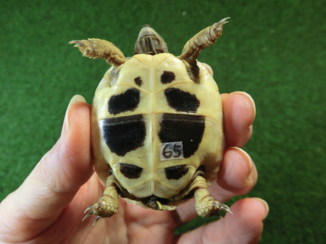 ヘルマンリクガメベビーEUCB個体 65番の画像