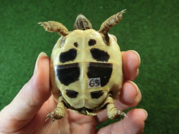 ヘルマンリクガメベビーEUCB個体 65番の画像